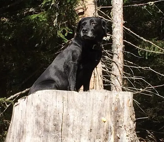 Hotel Schi- Und Wanderhotel Berghof